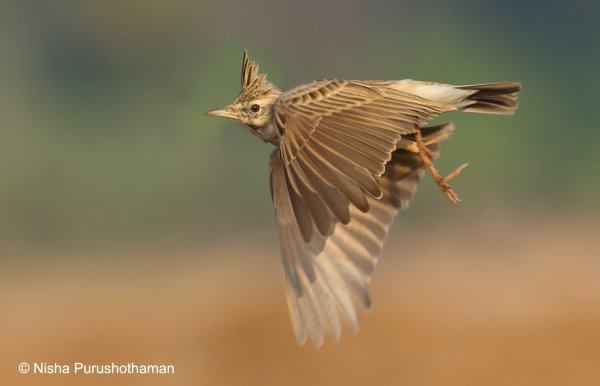 Жаворонки в небе
