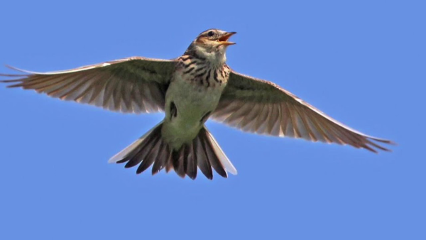 Жаворонки перелетные птицы