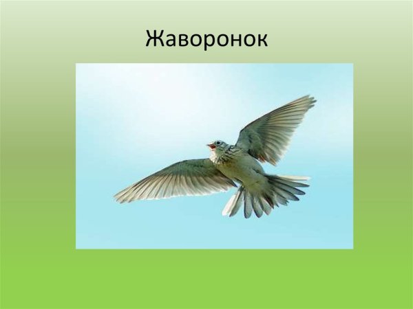 Жаворонок в небе весной