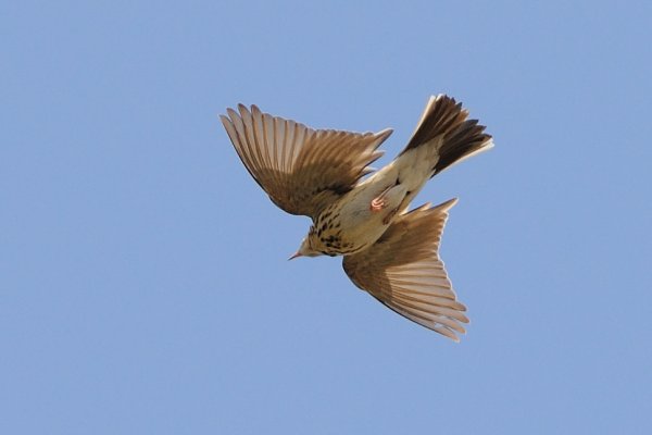 Перелетная ли птица Соловей