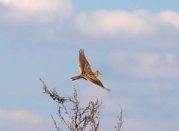 Полевой Жаворонок в полете