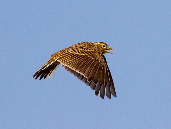 Сказочный Жаворонок