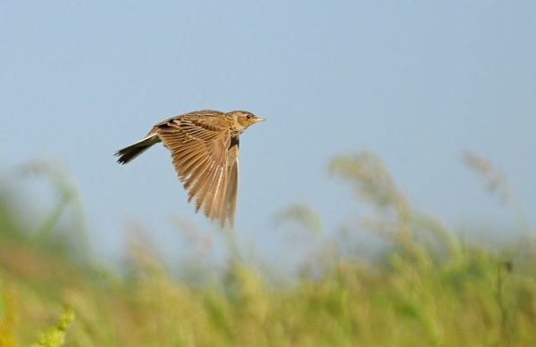 Жаворонки птицы в небе