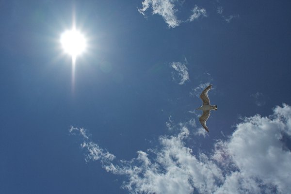 Соловей летит