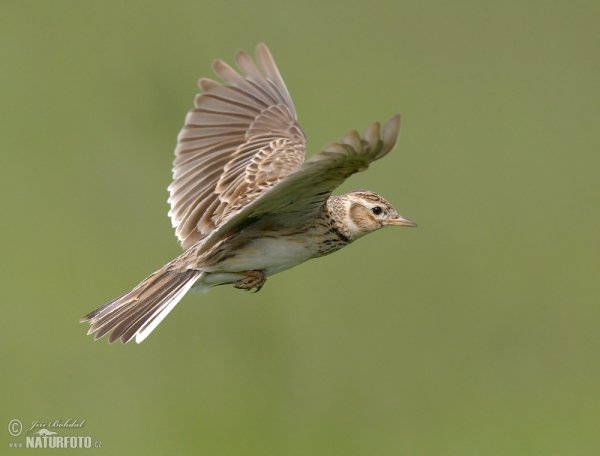 Соловей в полете