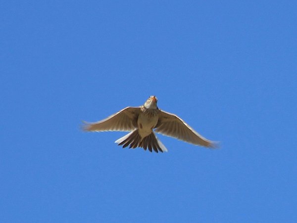 Жаворонок в полете