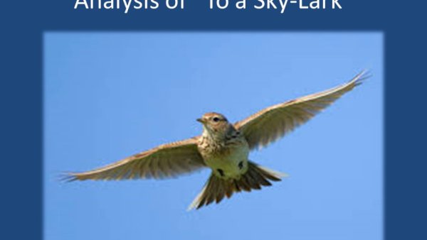 Жаворонок в полете