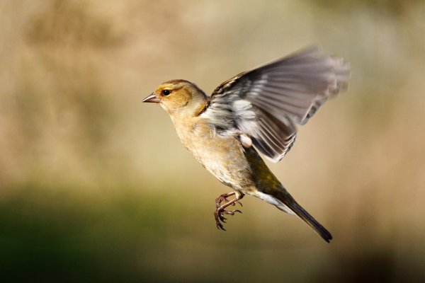 Полевой Жаворонок в полете
