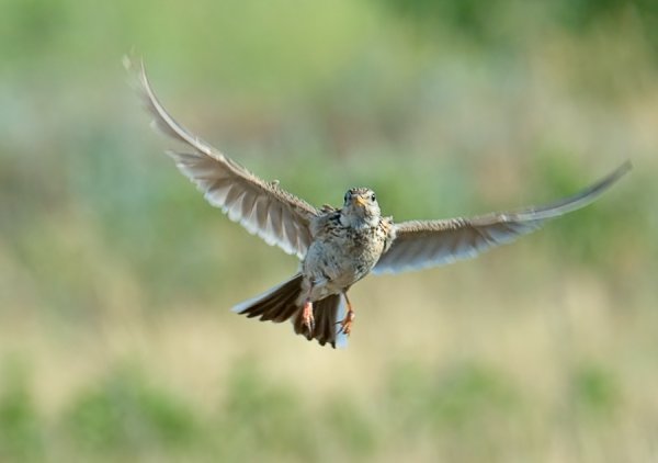 Жаворонок в полете