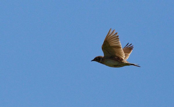Поле с жаворонками