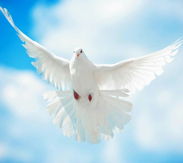 Белый голубь в полете в небе