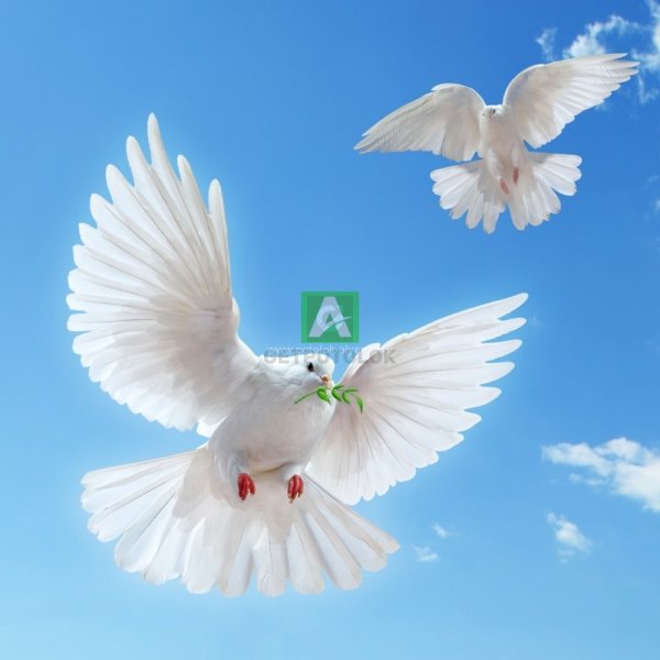 Голуби в небе