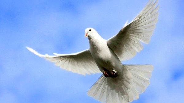 Два голубя в небе