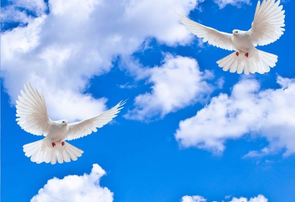 Голубь летит