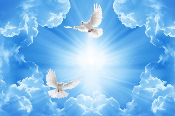 Фон облака солнце голубь