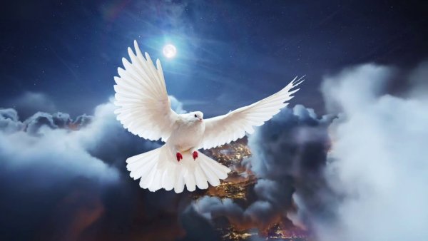 Два голубя в небе