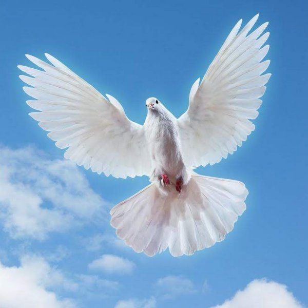 Голуби в небе