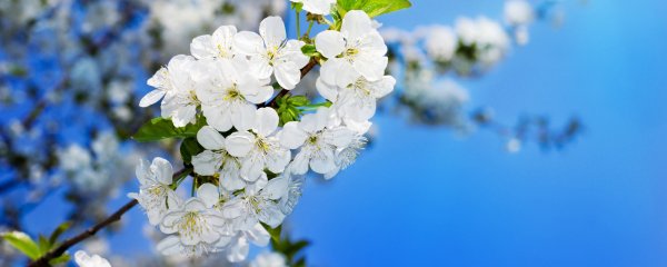 Яблоневый цвет на голубом небе