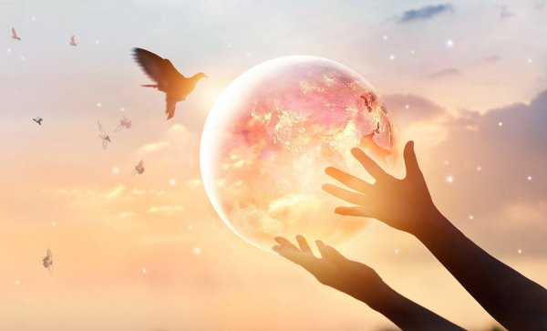 Полет птицы