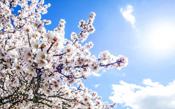 Весна деревья в цвету