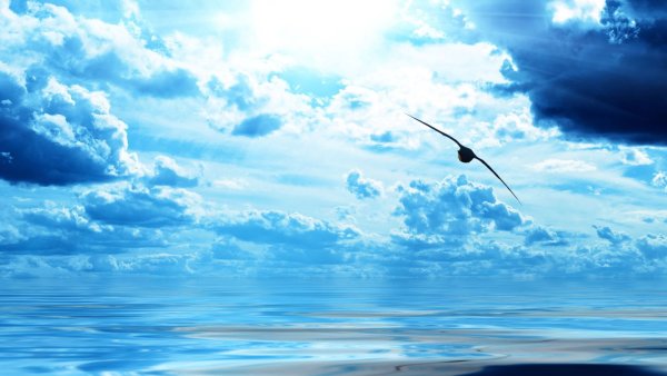 Алексей Широков полет Сокола