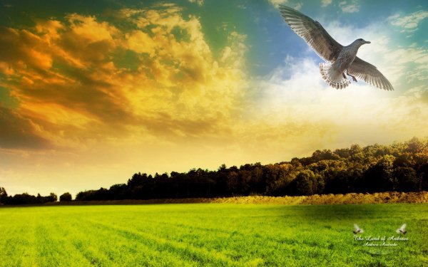 Птицы в облаках