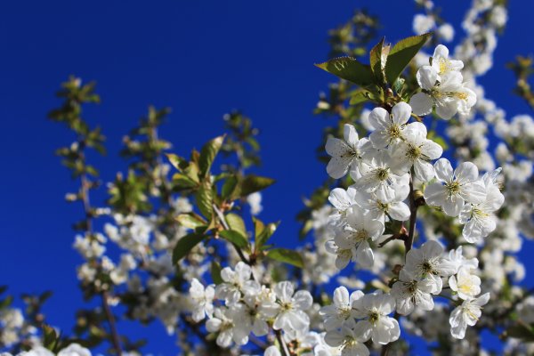 Яблоня цветет небо