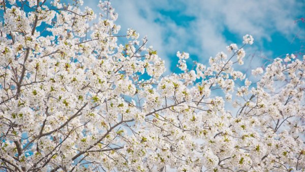 Весенние деревья и облака