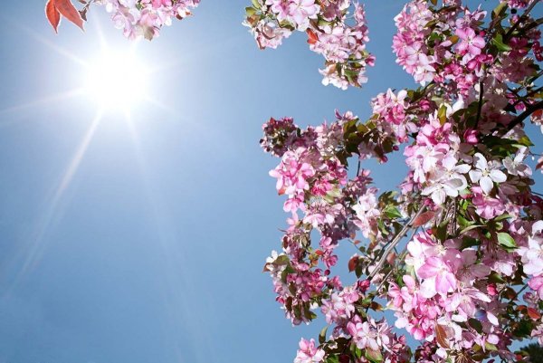 Яблоневый цвет на голубом небе