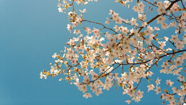 Цветущие ветки