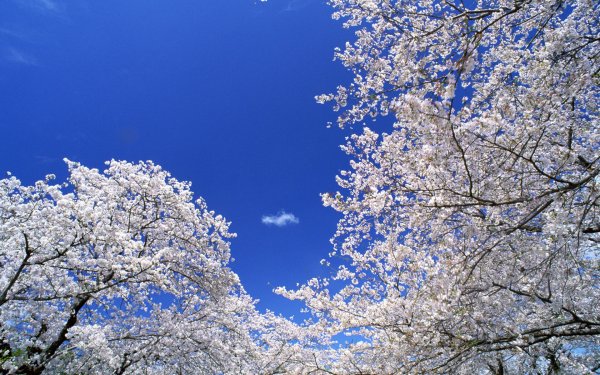 Цветущее дерево на голубом небе