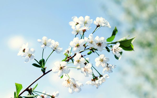 Весна природа