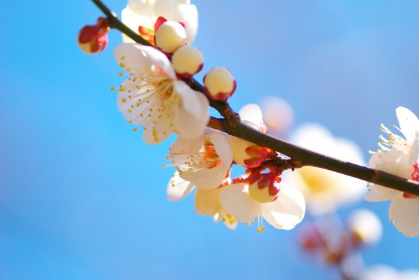 Весенние цветы