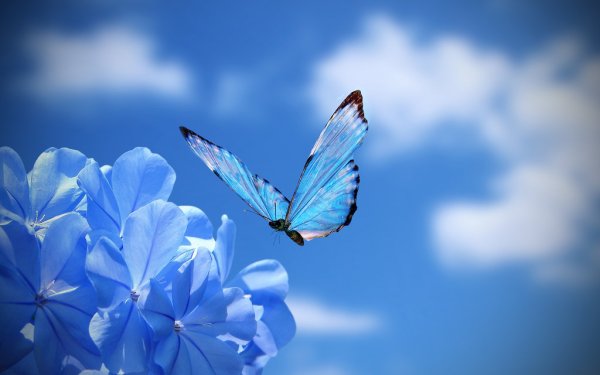 Бабочки на голубом небе