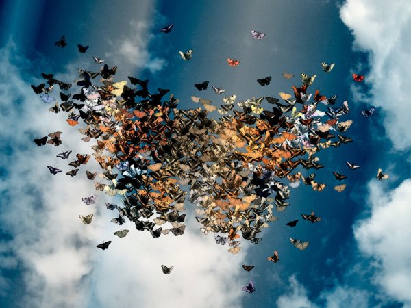 Бабочки над поляной