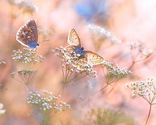 Бабочки фэнтези