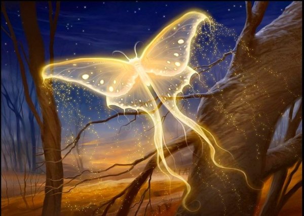 Красивые бабочки