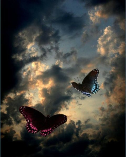 Бабочки в небе
