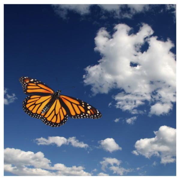 Баннер с бабочками