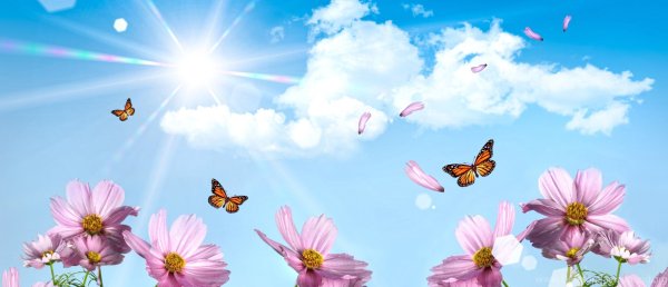 Стая бабочек