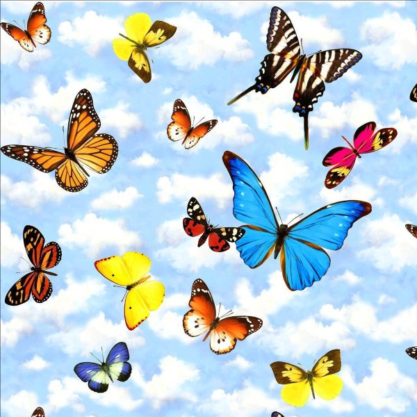 Бабочки в поле