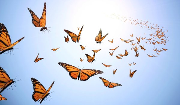 Синяя бабочка