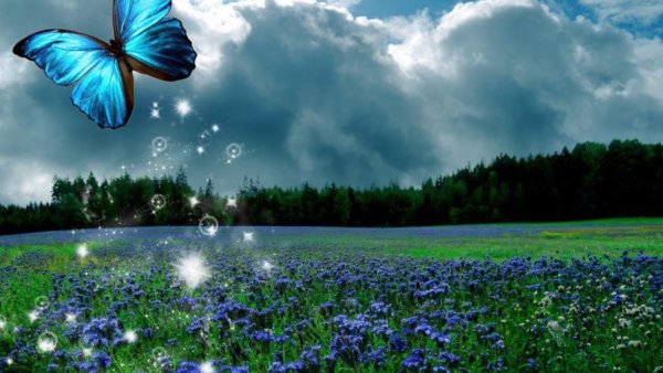 Миграция бабочек монархов