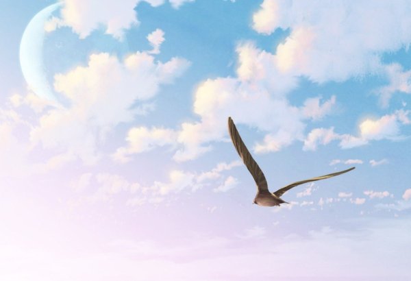 Птицы в небе