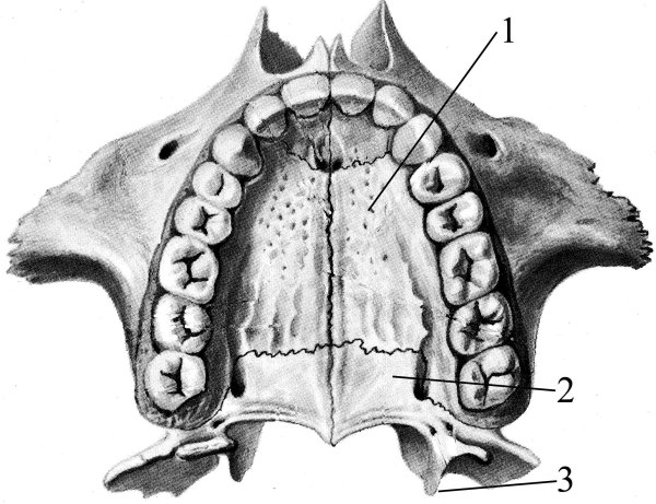 Поперечные небные складки