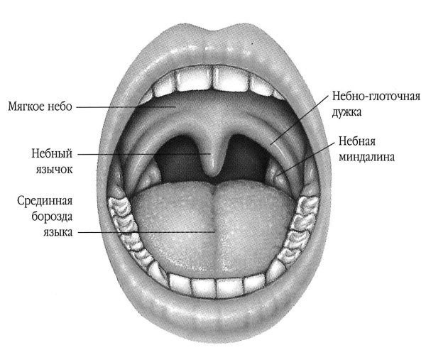Строение ротовой полости человека схема
