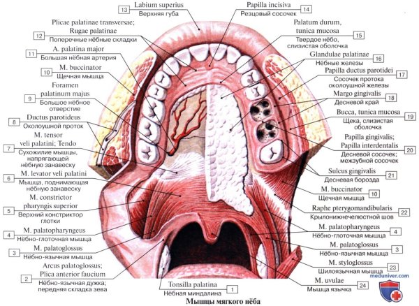 Ночное небо