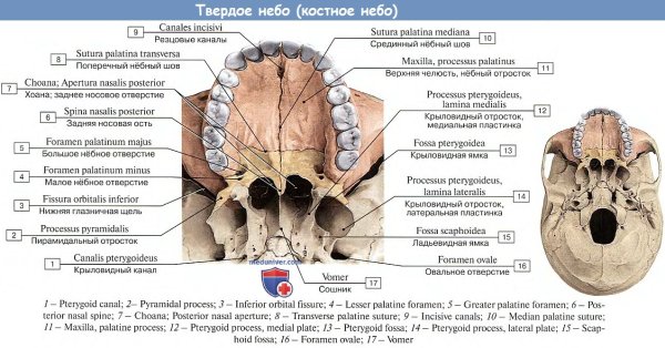 Озоновая дыра 1985