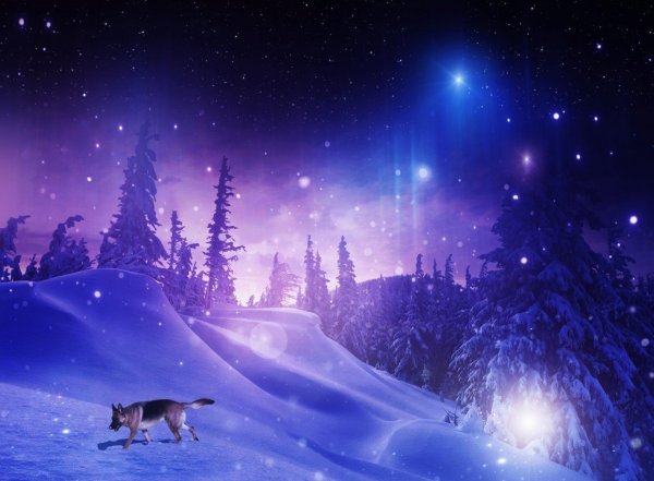 В новогоднем лесу