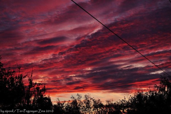 Птицы над полем